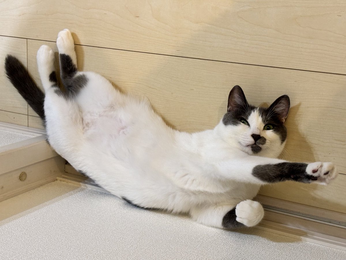 モチハチ（ざわ） on X: 