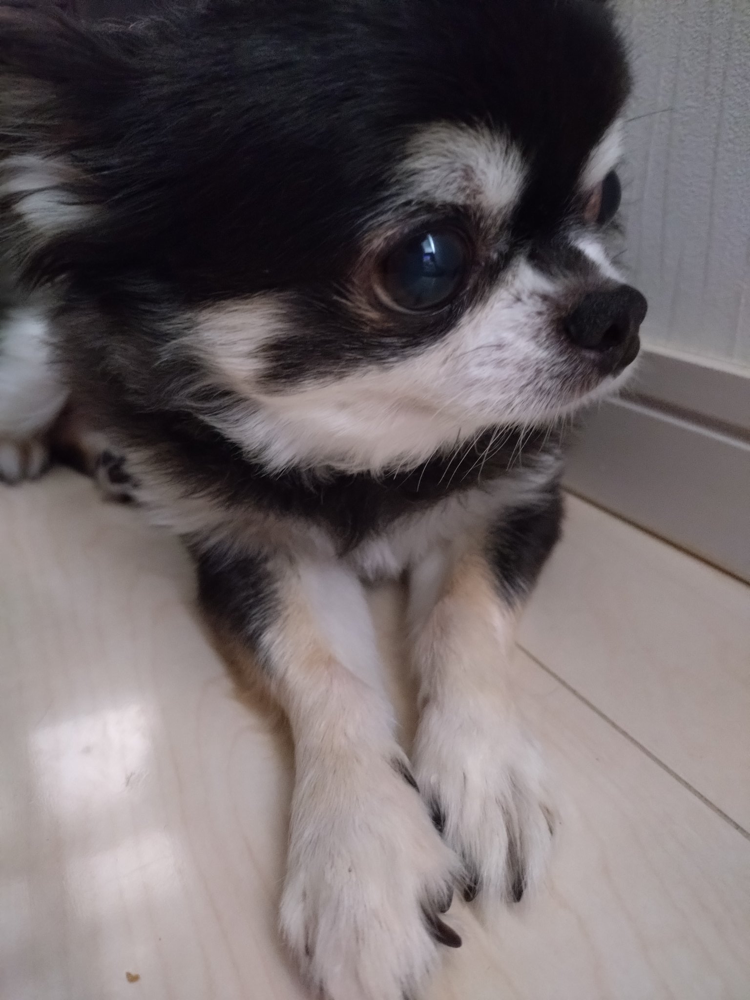 オルゴナイト   チワワ＆シーサーお取り置き♡ありがとうございます✩.*˚ 🥜カオ🐾まめ🥜 on X: 