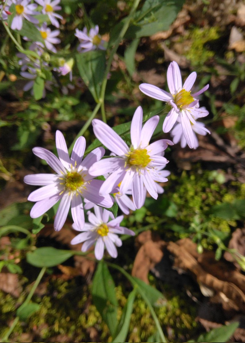 花が咲く～🌺 (@1fbyc8Rs9LV6VsY) / Posts / X