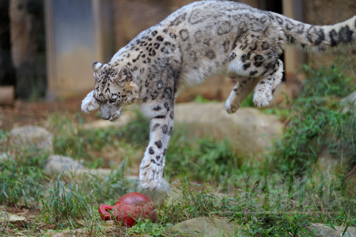 ぴょんとミミさんでおはようございます🐇　
Have a nice day✨　

#多摩動物公園 
#ユキヒョウ 
#snowleopard