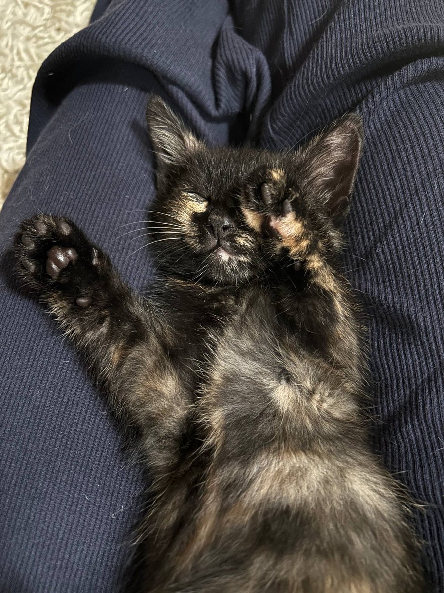 RustamAmirov6's tweet image. Вопрос — оставлять ли себе чудо кошку, которая от меня не отлипает, учитывая что в двушке она будет уже четвертой? Вроде как есть куда пристроить, а вроде уже и не хочется. С другой стороны множить количество животных дома тоже идея такая себе