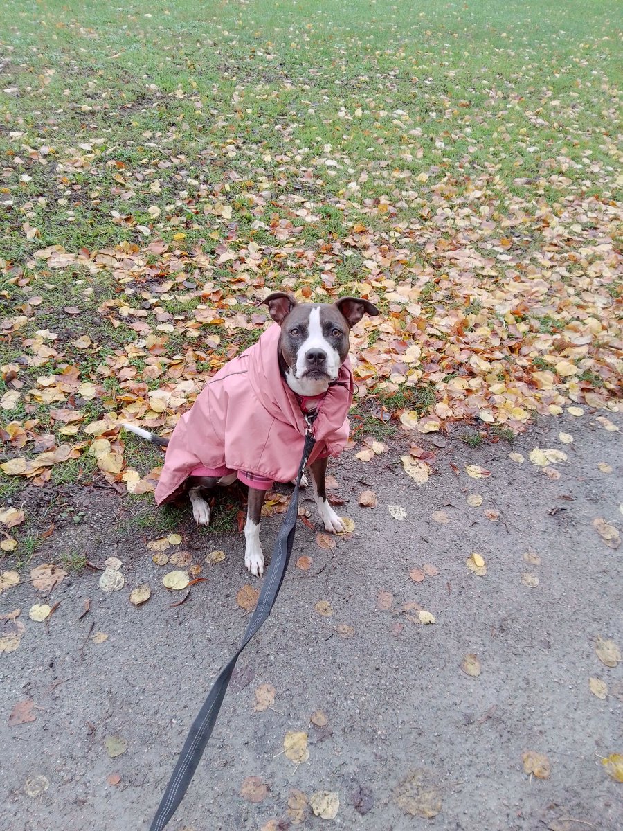 LebrockTony's tweet photo. πππποΈRiley'sImpatiently
Waiting 2Goπ‘πππΎππΎ
#sitting #dogsworld #pibbles #dogsonx #pibblelife #inever
#rainyday #dogqueen #pets
#MadamRiley https://t.co/aAD88UwLwo