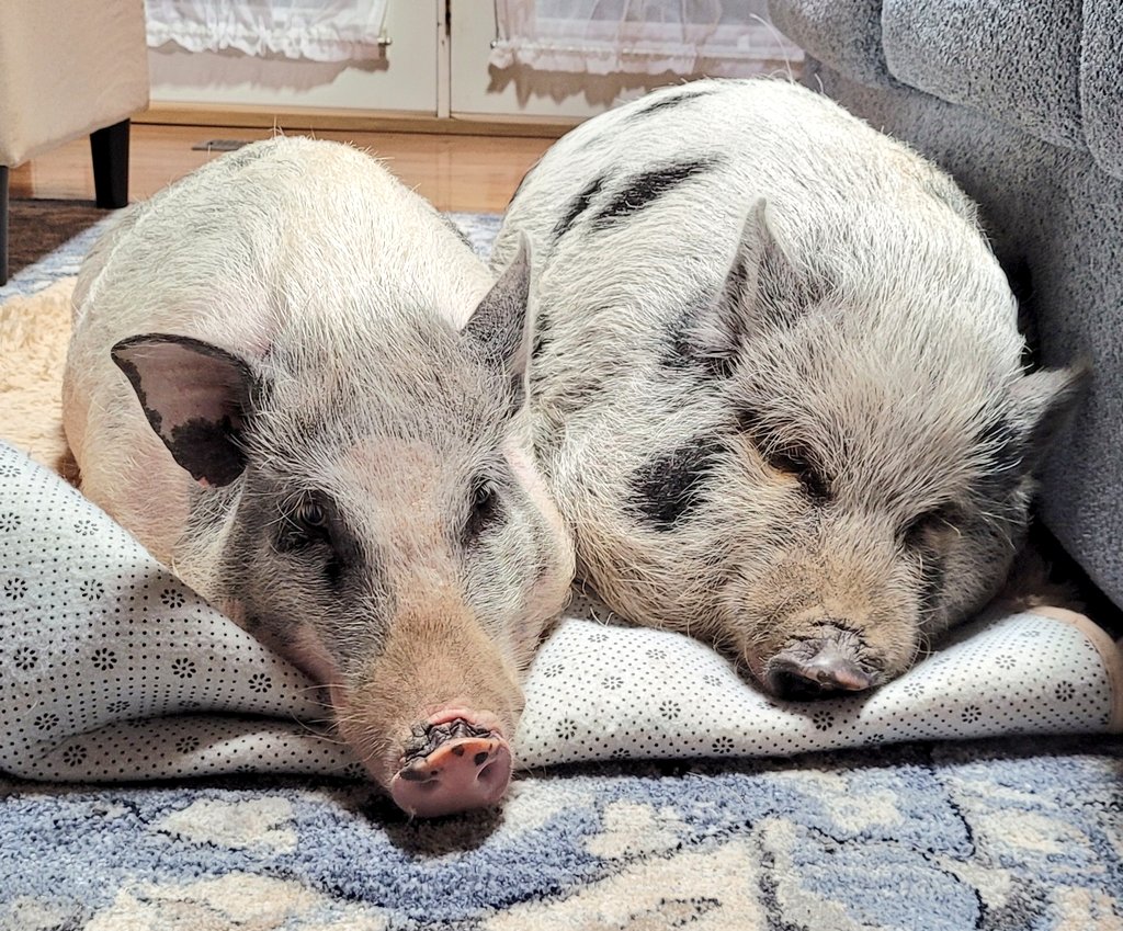 Pickles and Pebbles ❤️ 🐖