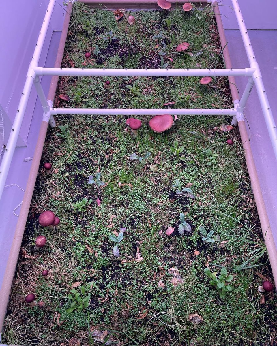 This is a living soil bed. Notice how it’s not two gallons? That’s because it’s IMPOSSIBLE TO HAVE LIVING SOIL STSTEM IN A CONTAINER SMALLER THAN 30 GALLONS! Sure, you can be organic, sure you can add microbiology, sure you can give it teas…..but it ain’t living. When the