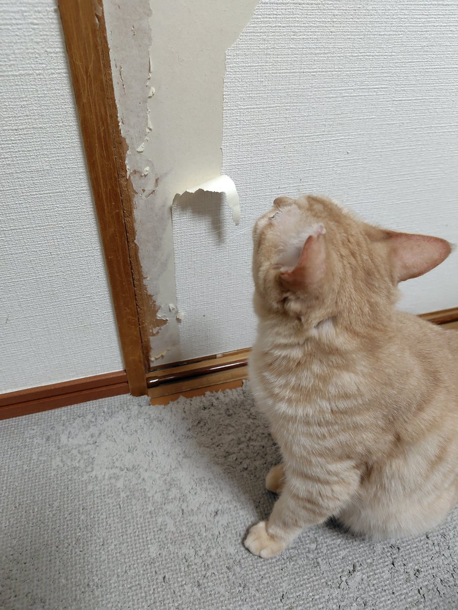 茶猫ページ 猫になりたい on X