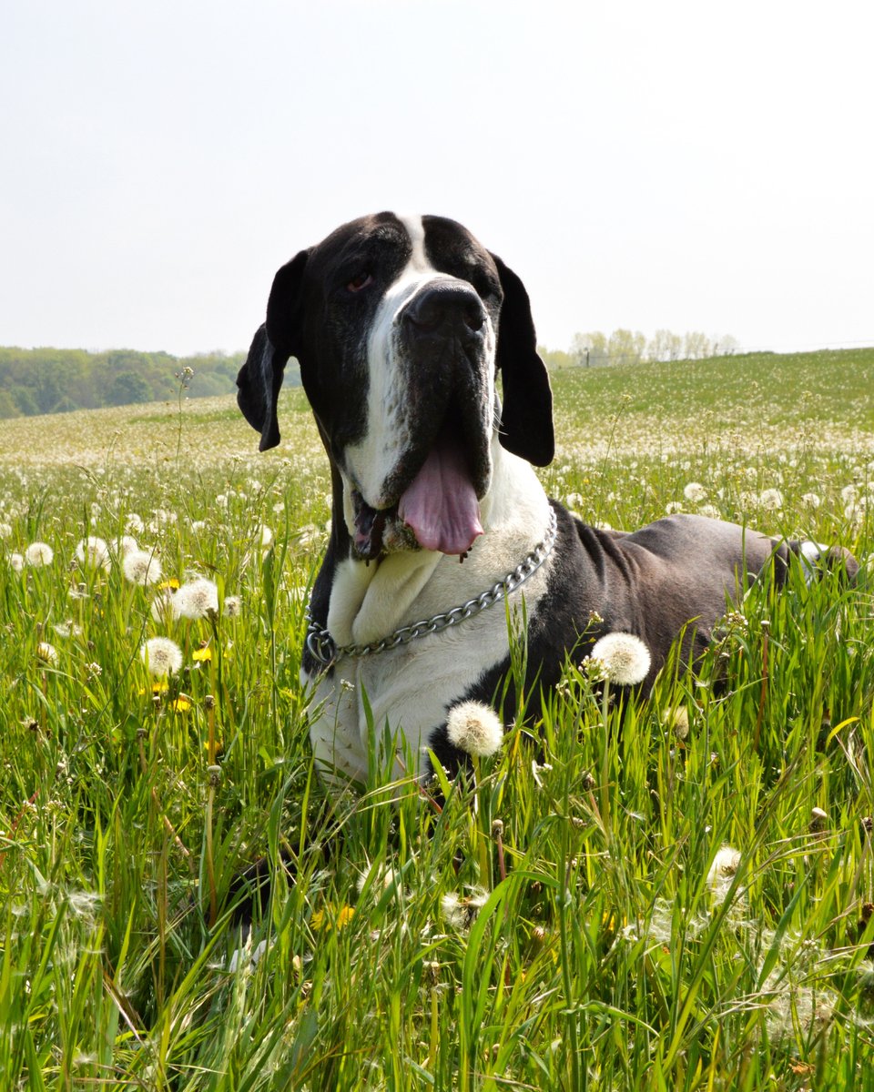 thesopawsome's tweet photo. My Great Dane's definition of 'personal space': wherever their human is, with a giant head in their lap. 🐾 #LapDane #GreatDaneLove #VelcroDog #DaneLife #DaneGram https://t.co/PLnVFmbBj7