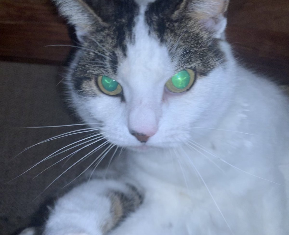 TheCatNamedMags tweet media