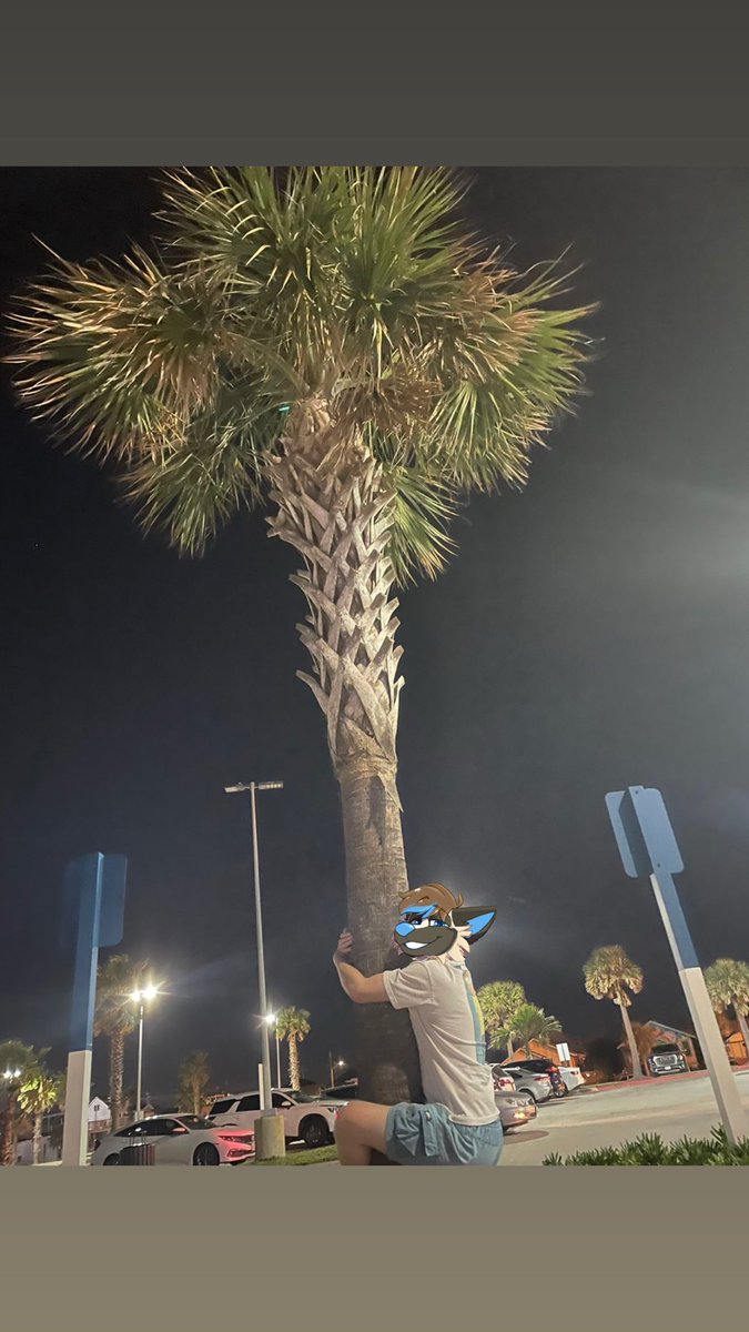 🌴:Your local tree hugger:👀