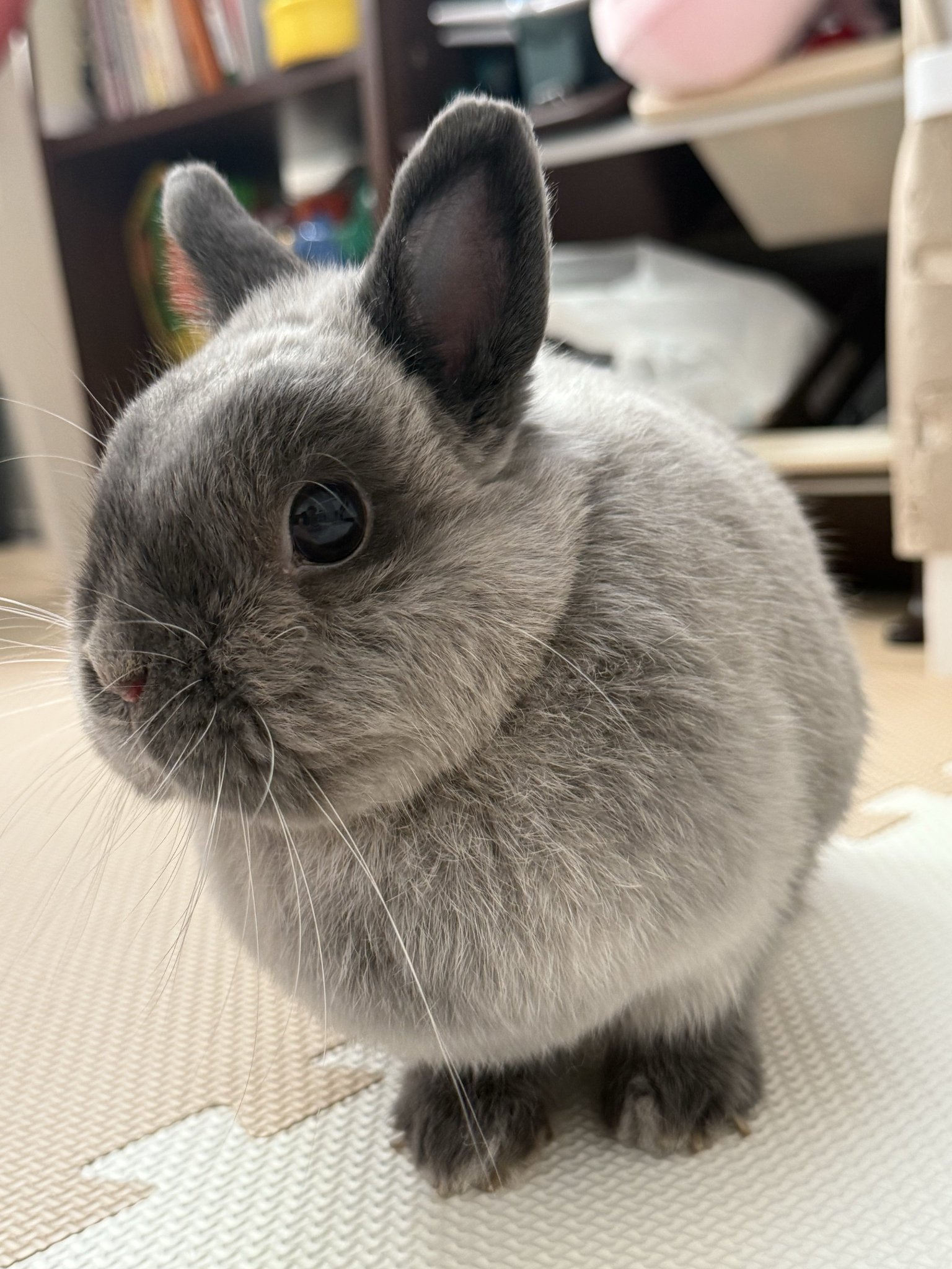 まるちゃん on X: 