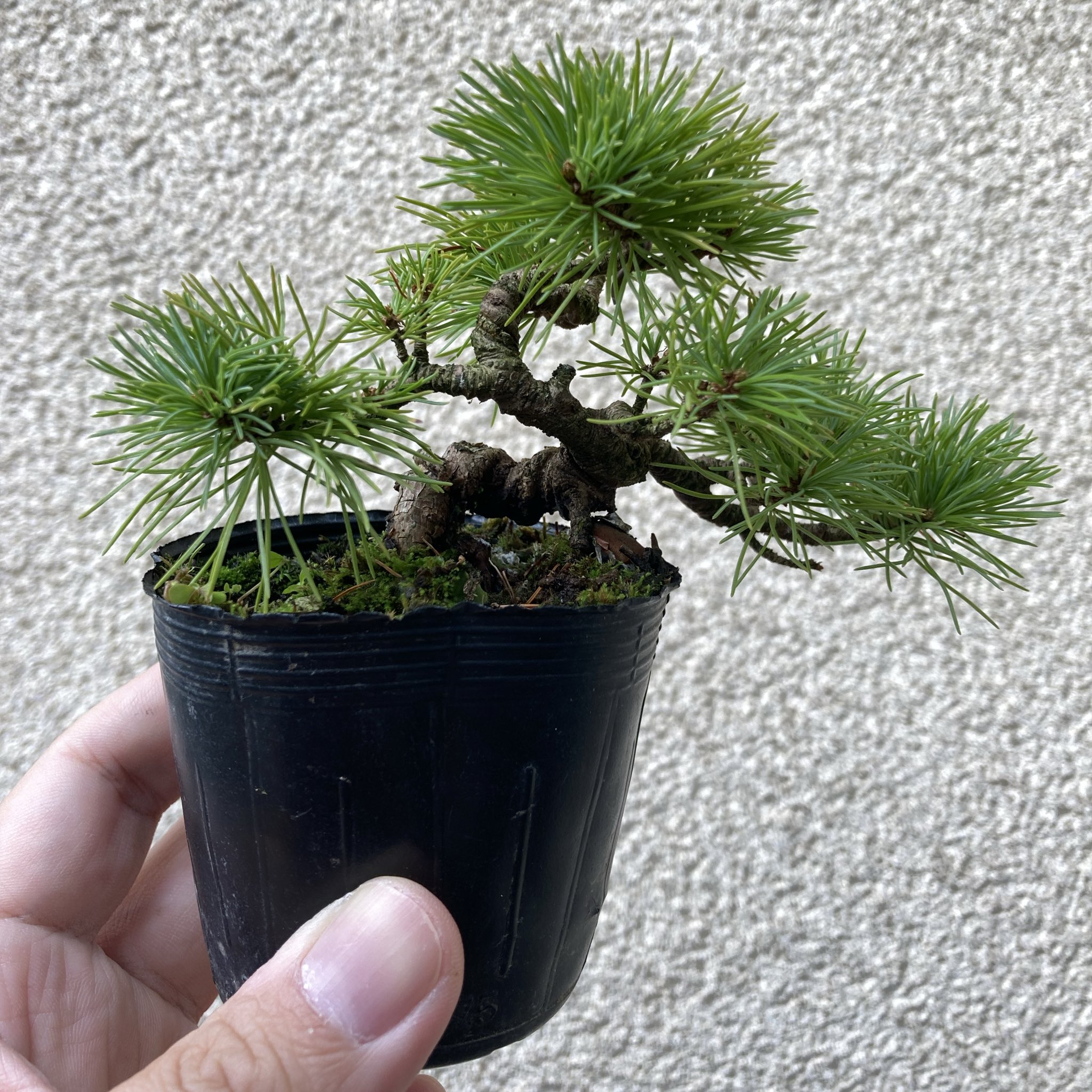 バブ熊五郎立花コルク バブ熊五郎立花コルク 楽天市場】立花 ヘルメット コルクの通販