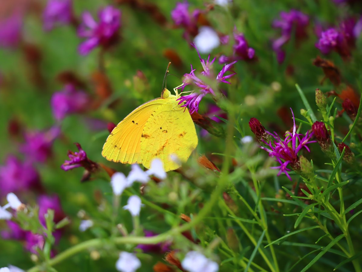 Friends of Wolf Trap National Park tweet media