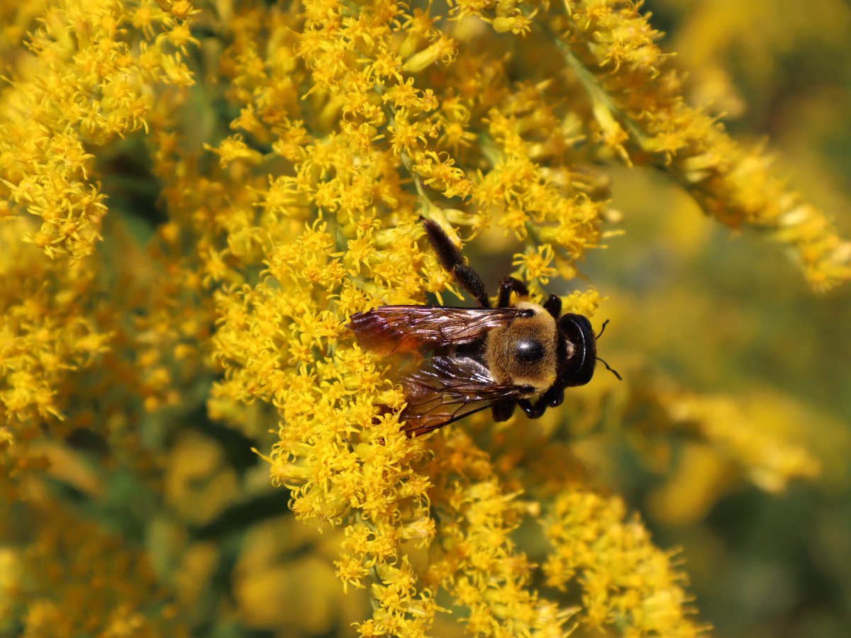 Friends of Wolf Trap National Park tweet media