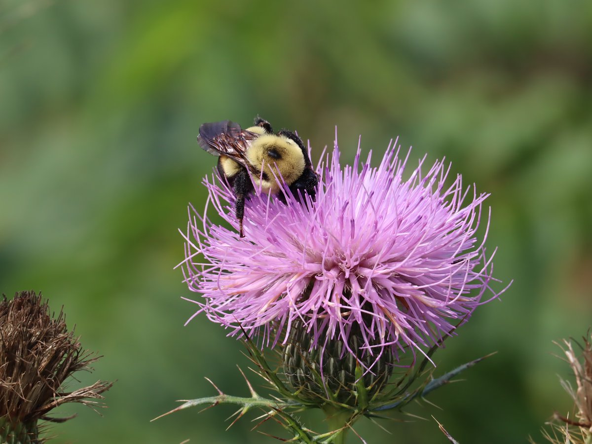 Friends of Wolf Trap National Park tweet media