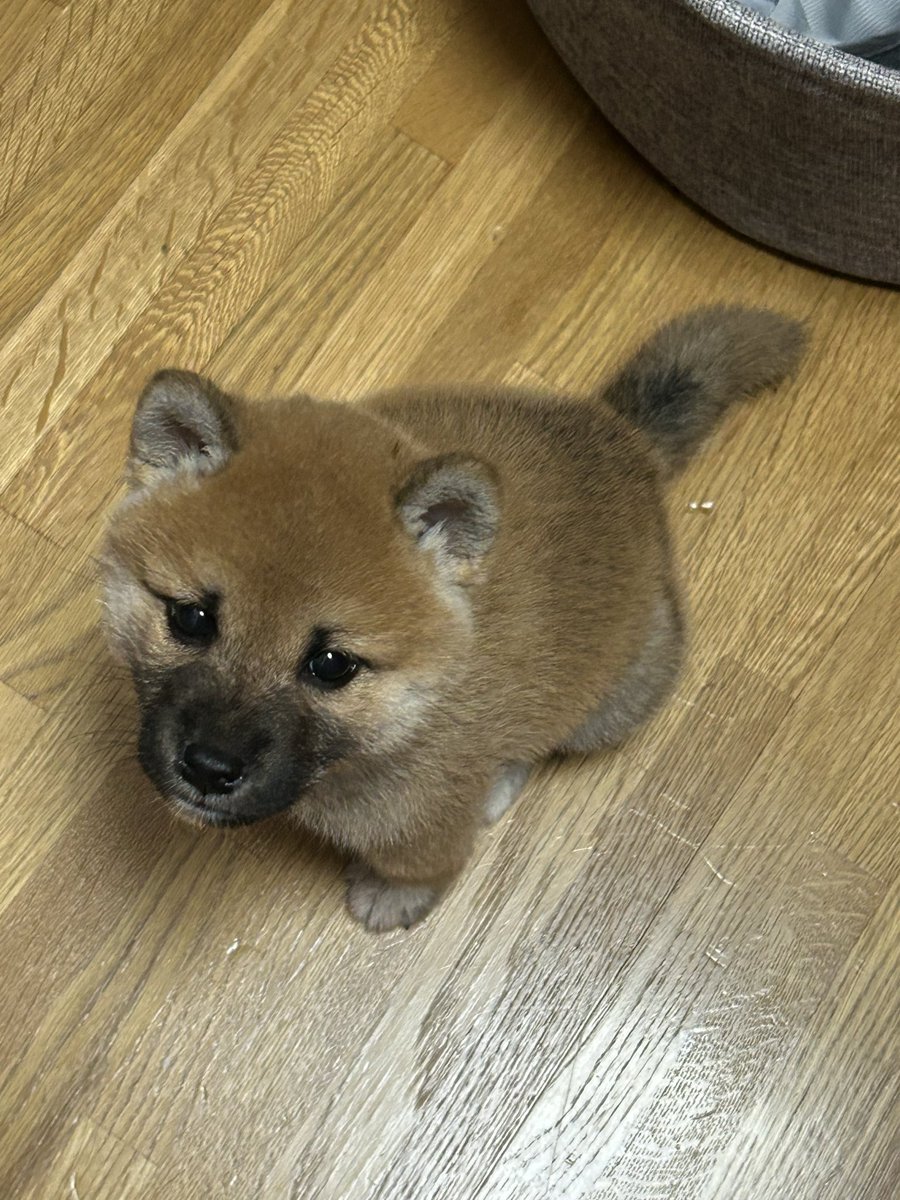 仲良し柴犬♡フライパン 柴犬·͜·♡もも (@momonosekaiii) / Posts / X