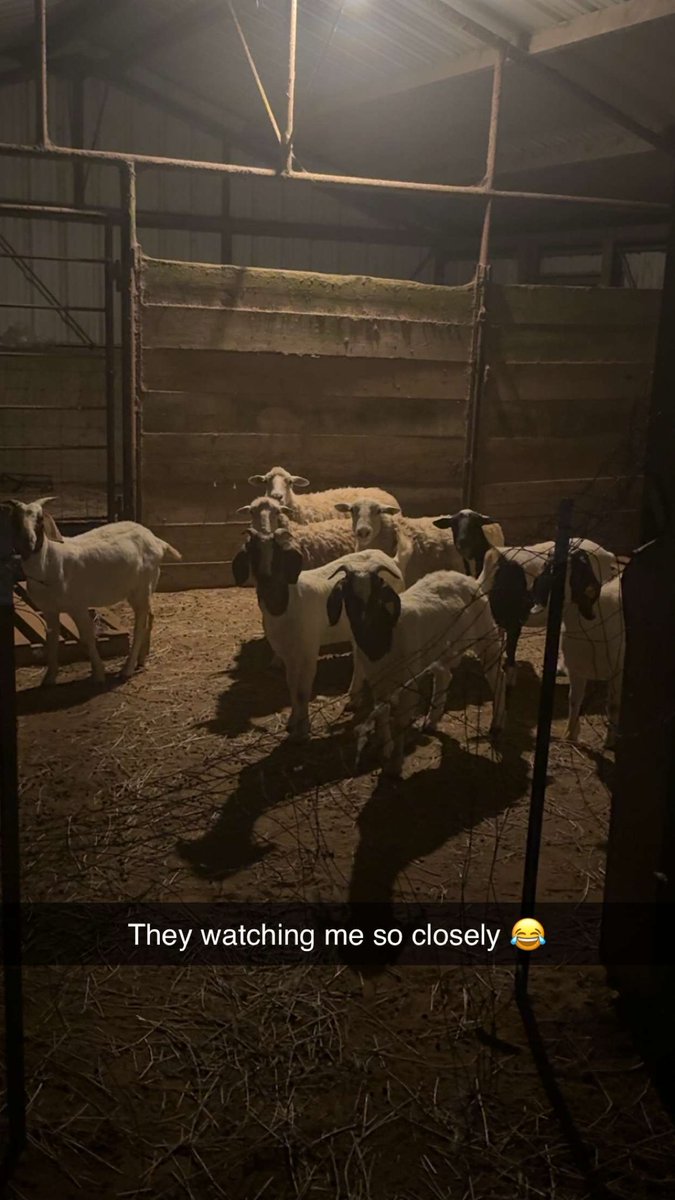 Zenopolis tweet media