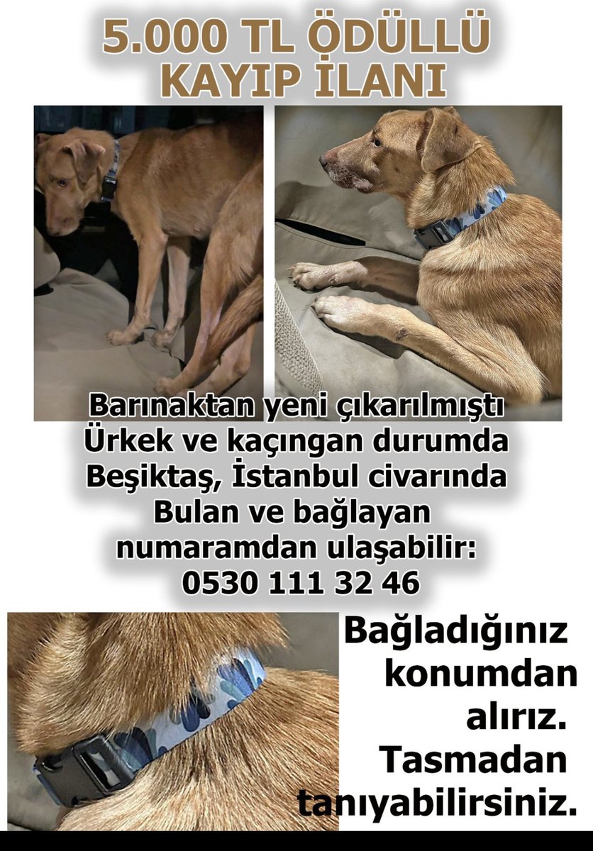 Maalesef yeni yuvasına giderken kaçmış😢😢😢 
Nolur el birliği ile bulalım🙏 
İstanbul, Beşiktaş civarında olabilirmiş. 
<a href="/zekikayahan/">Zeki Kayahan Coşkun</a> <a href="/kafaradyo/">Kafa Radyo</a>