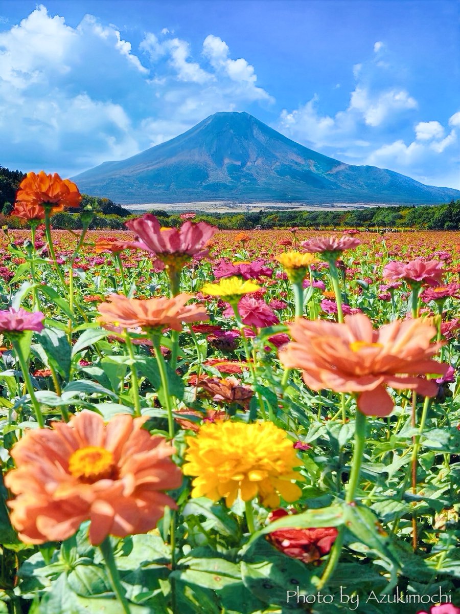 カラフルな百日草に彩られた山中湖花の都公園が素敵でした