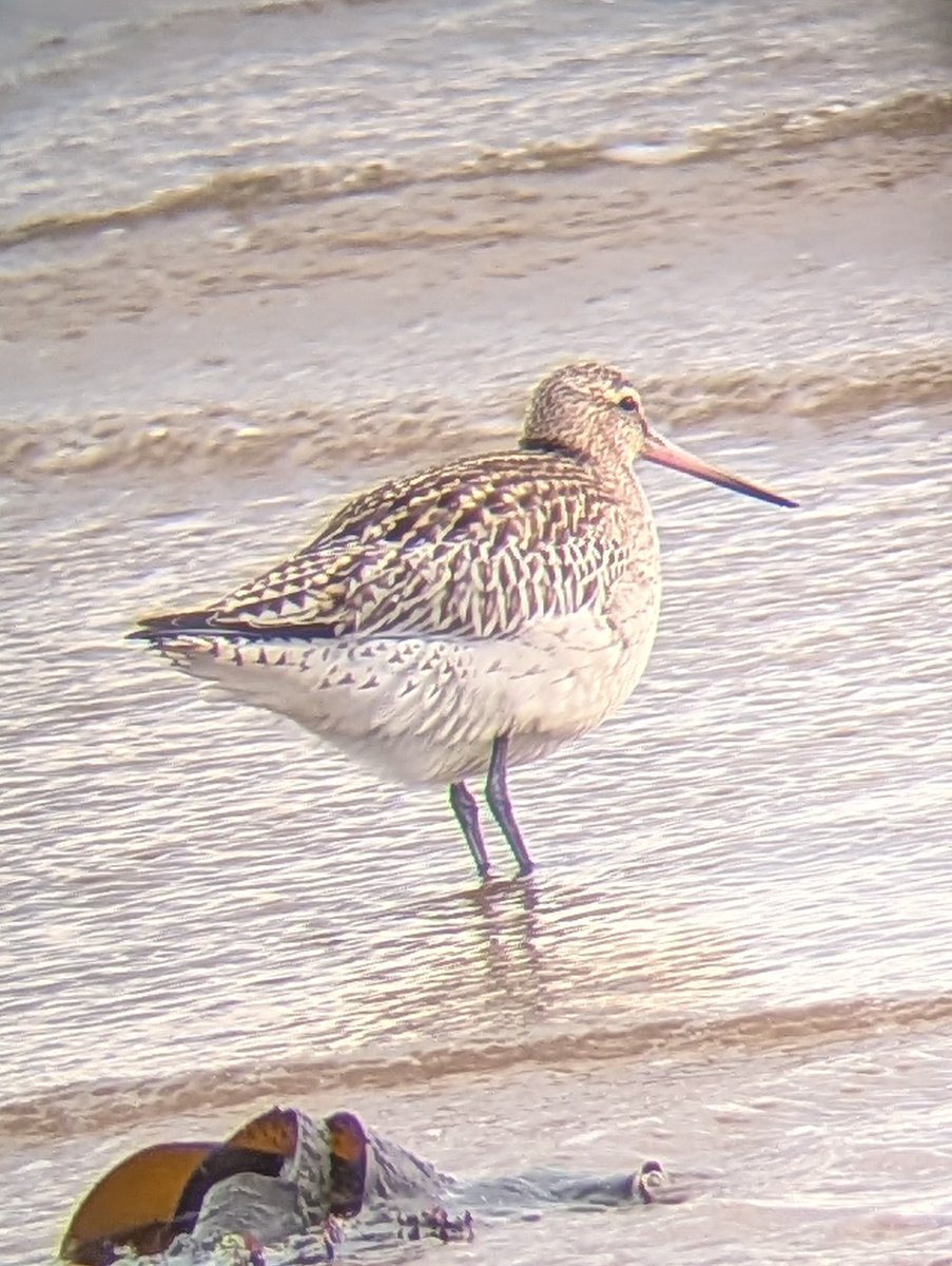 domhoy's tweet photo. @teesbirds1 #bartailedgodwit phone scoped at #southgare #redcar earlier today. Plenty of waders, but highlight was the #goldcrest that nearly landed on us as it just made it to the beach exhausted in the headwind. Also #rbmerganser #razorbill #cormorant #shag and #rtdiver https://t.co/q6fwViMs6B