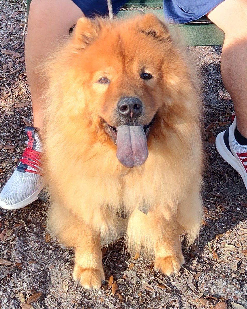 RedWolf_19's tweet image. Sonny says smile, it&apos;s a beautiful Sunday!

#SonnyTheChow #doggo #ChowChow #furbaby #sundayvibes #Jeepdog