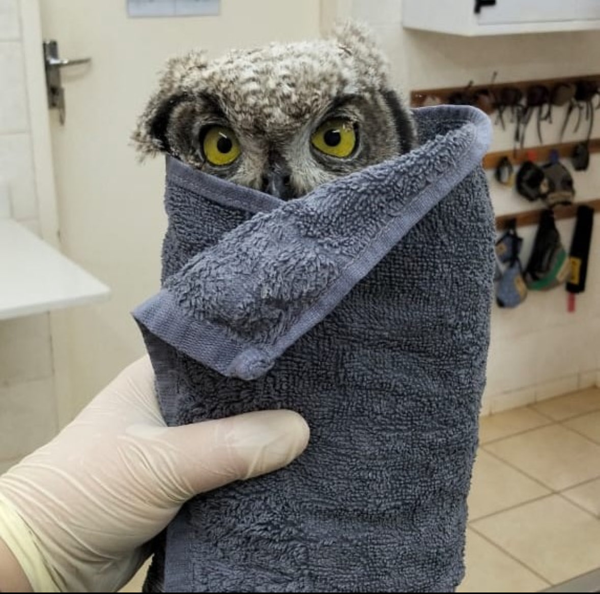 Chipotle fucked up my order AGAIN!!!!