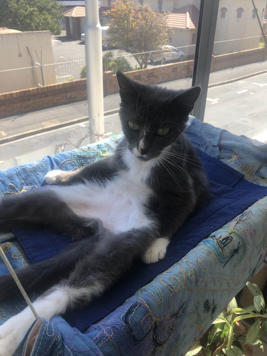 Everybody on here just cherry picking and twisting what anybody says these days. Lets stop stirring the pot and causing drama for absolutely no reason. If you take an ORIGINAL idea from someone else, you credit it. Its that simple. Anyways lets share silly cat photos. Heres mine!