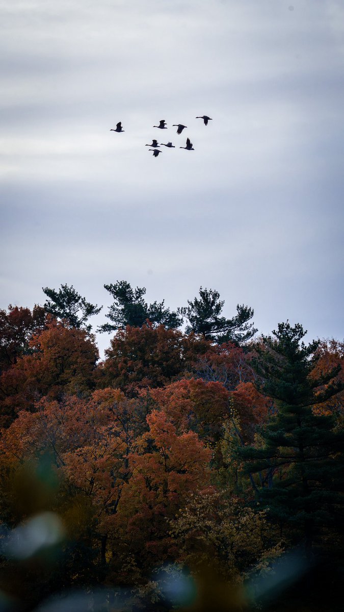 Intotheframes's tweet image. این عکس خیلی حس پاییز داره! نه فقط درختان! پرنده ها، عبور، آسمون خاکستری …