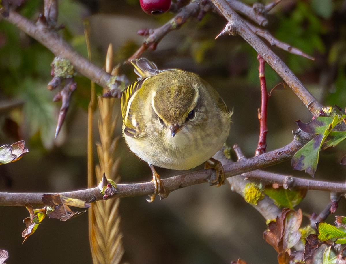 YELLOW-BROWED WARBLER - Spurn this week