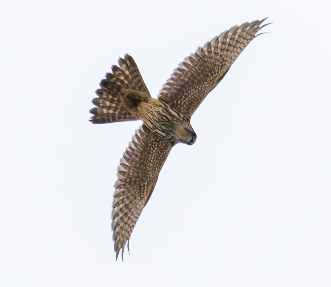 MERLIN - At Spurn this week just before it took out a Swallow