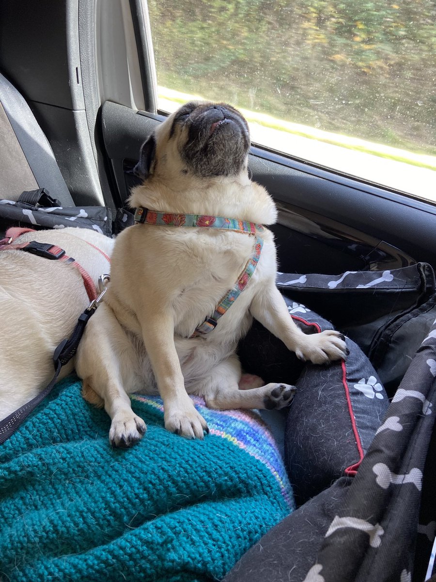 PrinzessinHerm1's tweet photo. Reisemopsies. 🚗🧳 
Lotti übertreibt mal wieder.🙄
Ich könnte so nicht schlafen.🤣 https://t.co/ws2Reu0TTh