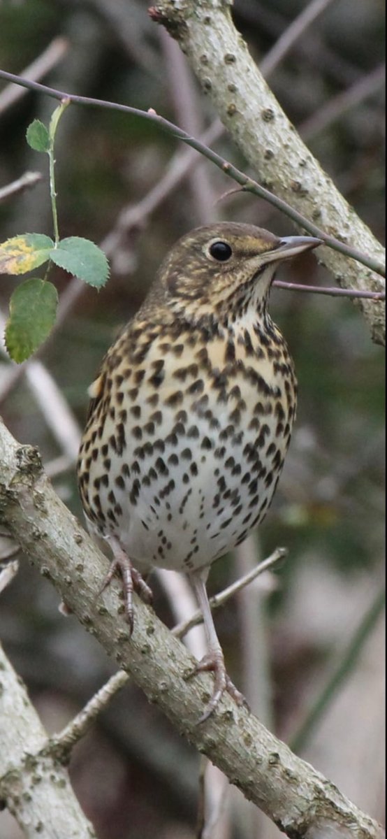 South Shields Birder North East Breeding Birds tweet media