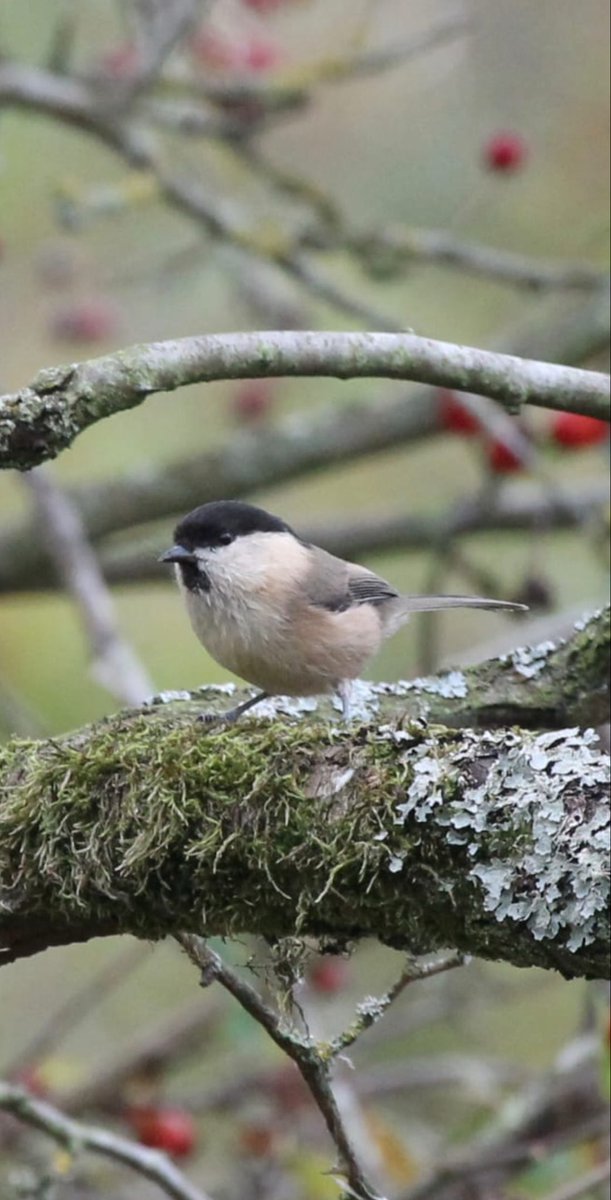 South Shields Birder North East Breeding Birds tweet media