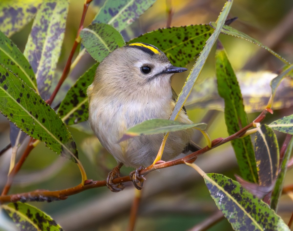 GOLDCREST - lots at Spurn this week - overlooked but very nice birds