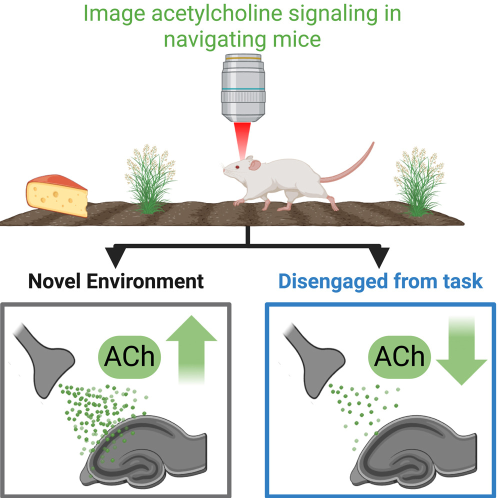 David (@dav1dcg) on Twitter photo Modulation of speed-dependent acetylcholine release in the hippocampus by spatial task engagement: cell.com/cell-reports/f… Modulation of speed-dependent acetylcholine release in the hippocampus by spatial task engagement: cell.com/cell-reports/f…