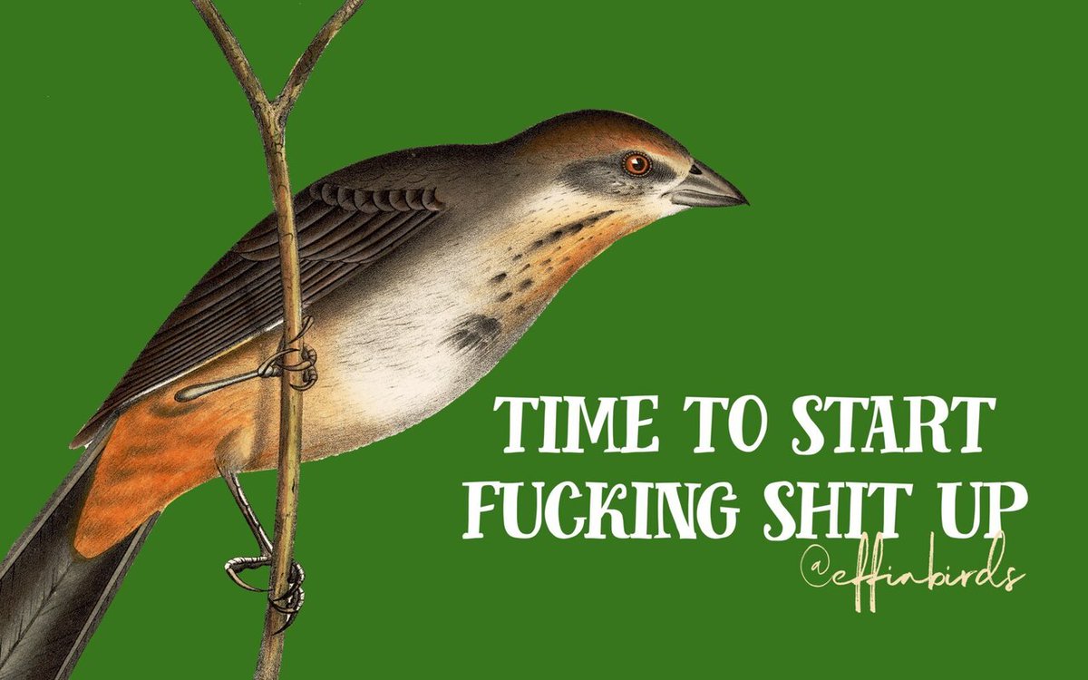 Effin' Birds (@effinbirds) on Twitter photo 