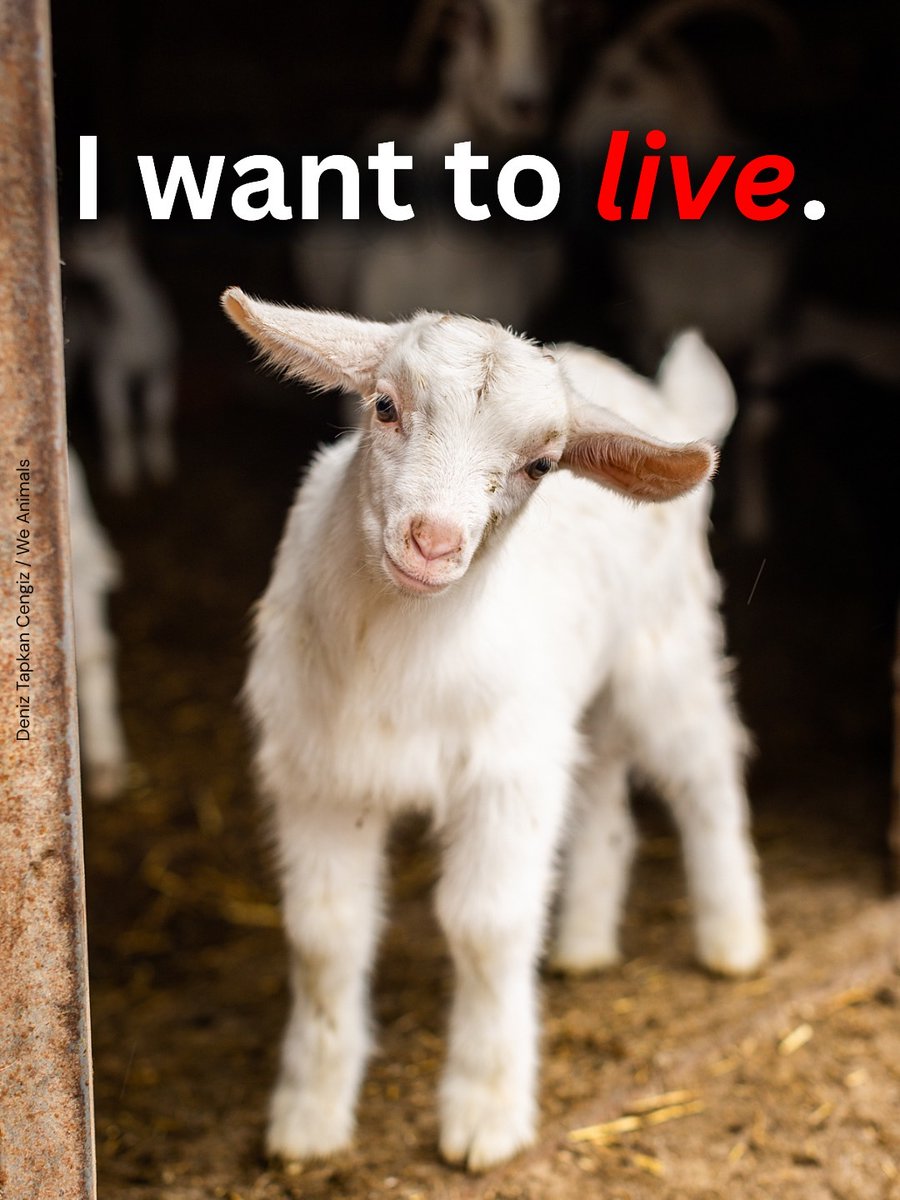 teamveganfta's tweet image. Millions of goats around the world are raised for milk, meat, labour, and leather – but each one has the same simple wish: to live. 🐐💔

📸: Deniz Tapkan Cengiz | @WeAnimals edited by @teamveganfta

#goat #babygoat #babyanimals #kid #animalrights