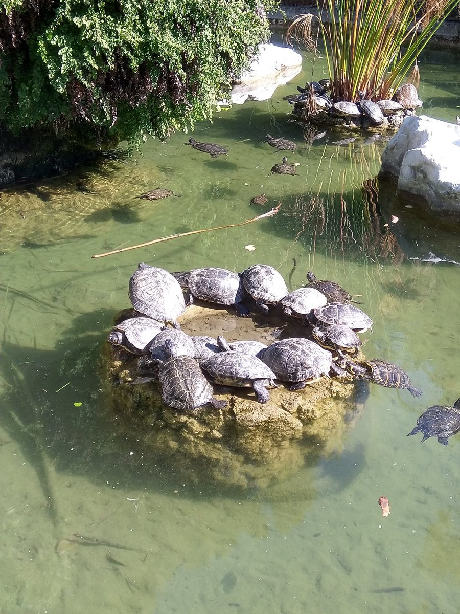 PizzyBoom's tweet image. Occhiali, tartarughe e panorami di domenica.