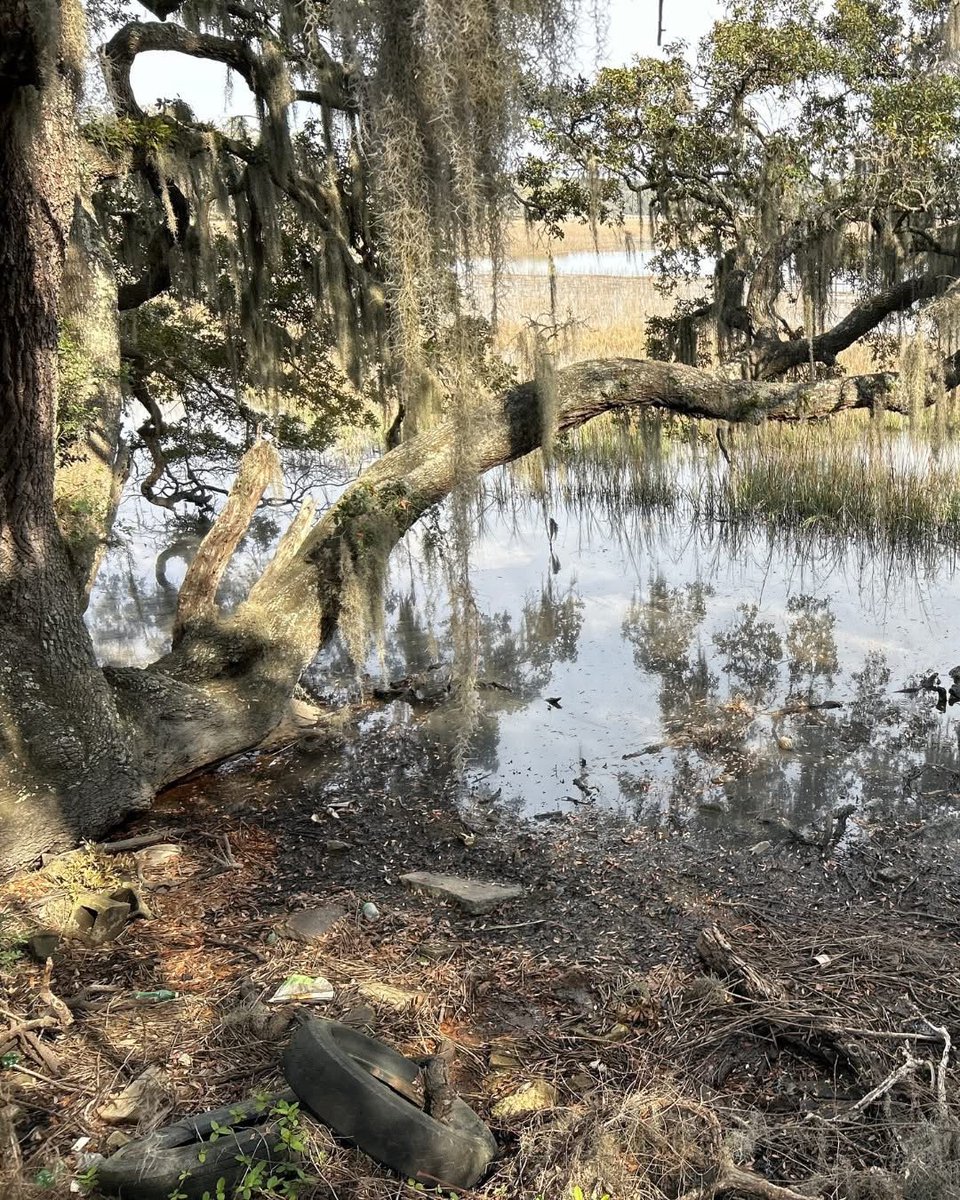 SC Department of Environmental Services (@sc_envservices) on Twitter photo SCDES, <a href="/PalmettoPride/">PalmettoPride</a> & <a href="/SCDNR/">S.C. Dept. of Natural Resources</a> would like to remind you that if you SEE IT, REPORT IT.
Illegally dumped tires are unsightly and dangerous. If you see illegally dumped tires in your community, do your part and call 1-877-7 LITTER.
des.sc.gov/SeeItReportIt SCDES, <a href="/PalmettoPride/">PalmettoPride</a> & <a href="/SCDNR/">S.C. Dept. of Natural Resources</a> would like to remind you that if you SEE IT, REPORT IT.
Illegally dumped tires are unsightly and dangerous. If you see illegally dumped tires in your community, do your part and call 1-877-7 LITTER.
des.sc.gov/SeeItReportIt