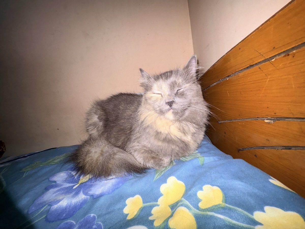 icantcodefyi's tweet image. me when dad comes to check if i was sleeping and i was using my phone