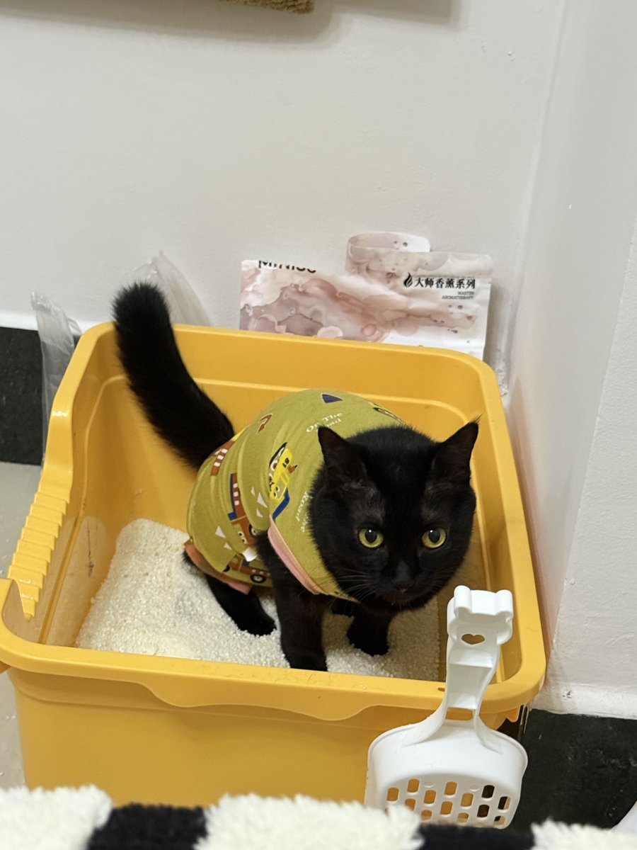 请问猫刚吃了两口饭就要拉是正常的么