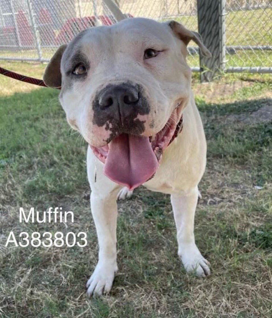 🆘MUFFIN #A383803 4 yo always smiling in spite of his pain!
Poorly healed metacarpal fracture
HW+
Still has a positive outlook on life!
Don’t let his dreams be shattered by ☠️@ Corpus Christi AC‼️
He deserves happiness after all he’s suffered!
PLEDGE
#RESCUE
#ADOPT
He’s worth it!