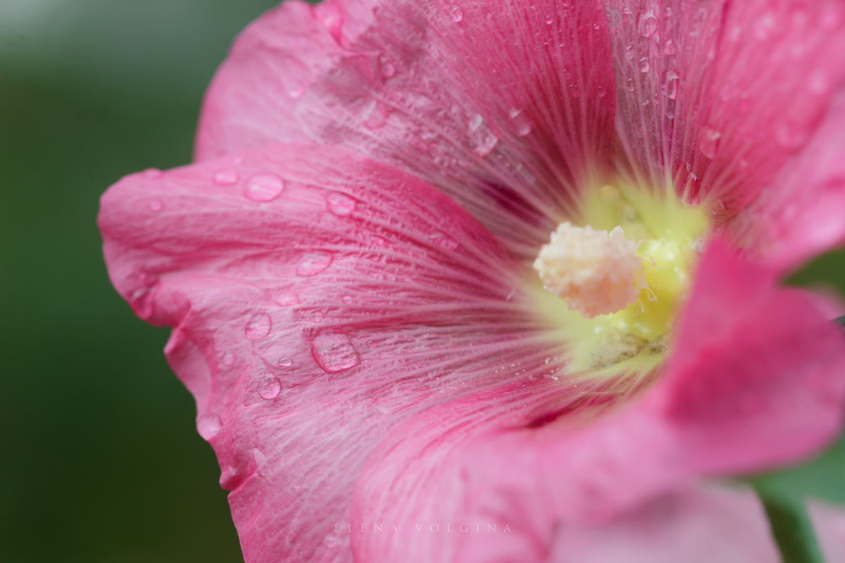 elena__volgina's tweet photo. 🌺🌧️
#ШтокрозаРозовая #Штокроза #Мальвовые
#AlceaRosea #Alcea #Malvaceae https://t.co/Mnm3pCKwoB