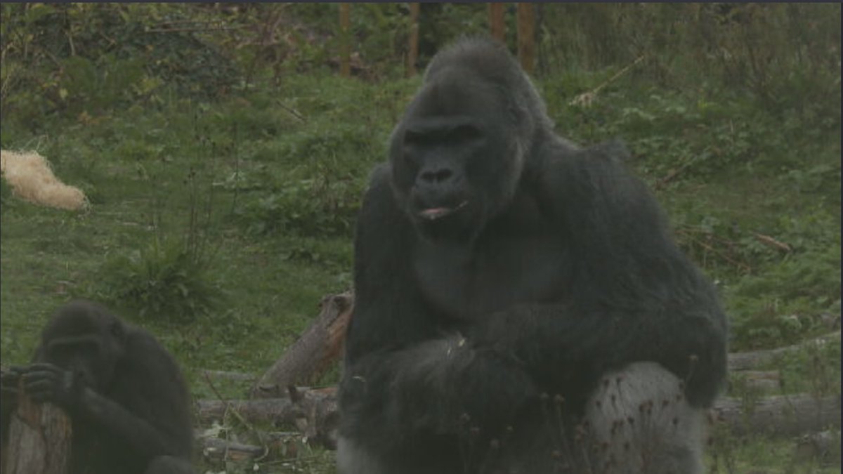 Keepers at Bristol Zoo say repeated break-ins at it's former site are causing distress to the gorillas still living there. The colony is being cared for in Clifton as work continues on their new enclosure. bit.ly/3WKbhHo