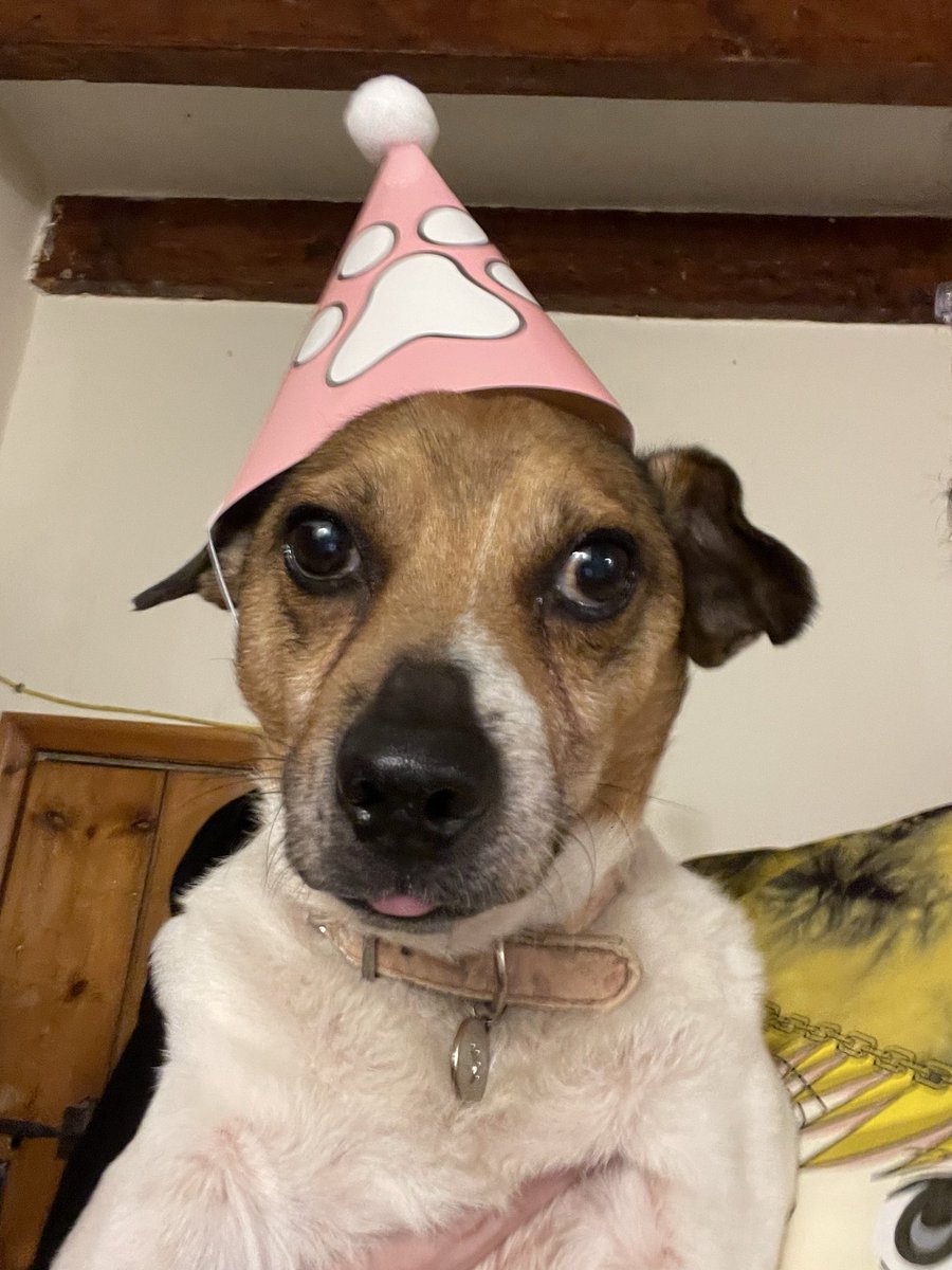 toobeard's tweet photo. happy 13th birthday old man, Mumford forever 🐶🥳♥️1️⃣3️⃣ https://t.co/7g0TcQna39