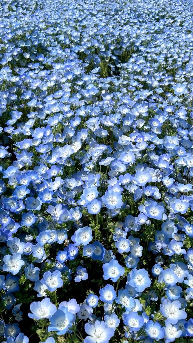 m_literaturaa's tweet image. - Nie denerwuj się kochanie.
- Nie próbuj mnie 
omamić swoim filciarskim
uśmieszkiem
- Wcale nie...
-Zaraz stracę resztki
cierpliwości,
ostrzegam cię
- Kwiatuszku ale..
- Nie kwiatuszkuj mi tu!

#theremainsofhellish #troh #weronikaplota @helliautorka