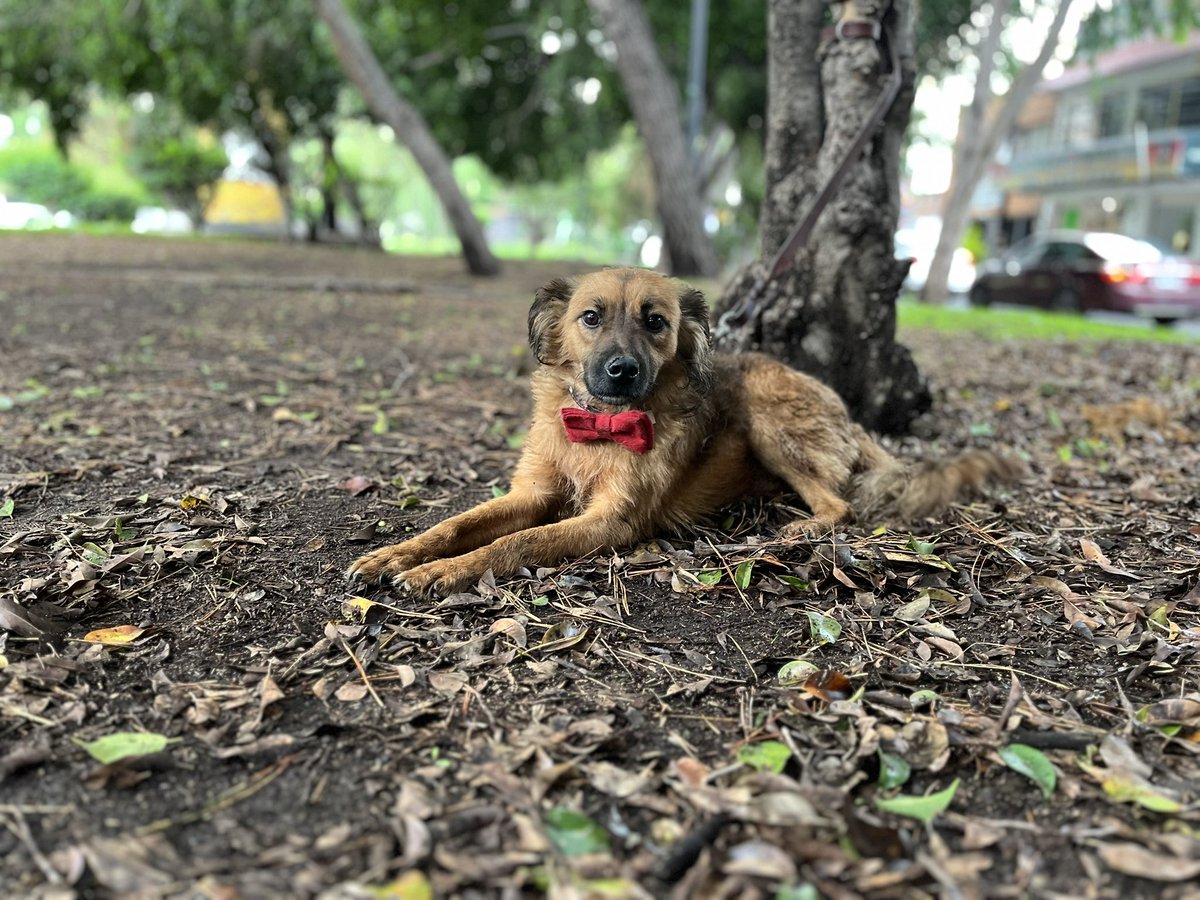 ¿Por qué nadie me quiere adoptar? 😔

Soy Lucas,un perrito rescatado de 5 años.

En noviembre del año pasado me salvaron del infierno de las calles,pero no he logrado conseguir una familia.🥺

Soy tamaño chico aunque me vea muy grande en las fotos,dame una oportunidad.
Estoy en