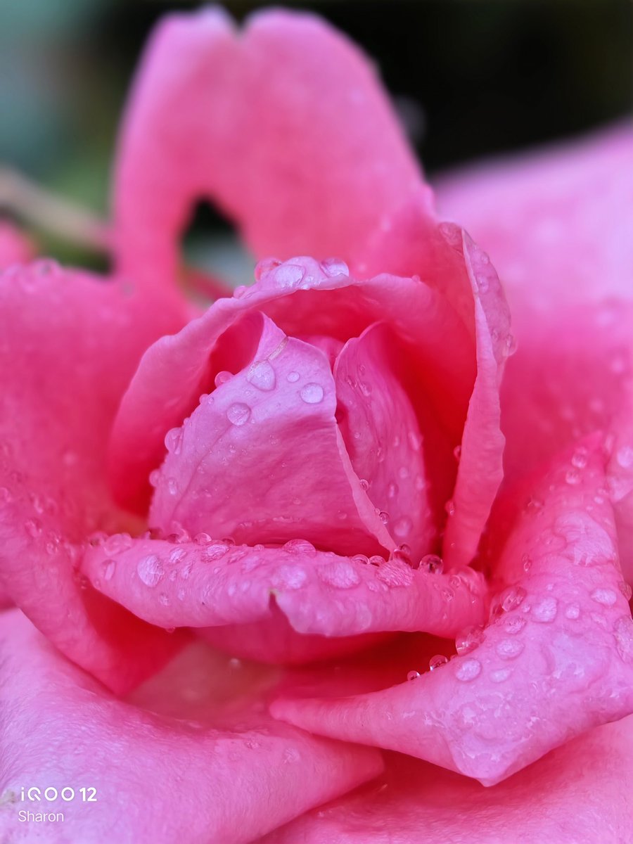 _CodeWizard's tweet image. After the rain| #ShotOniQOO12 📸✨
