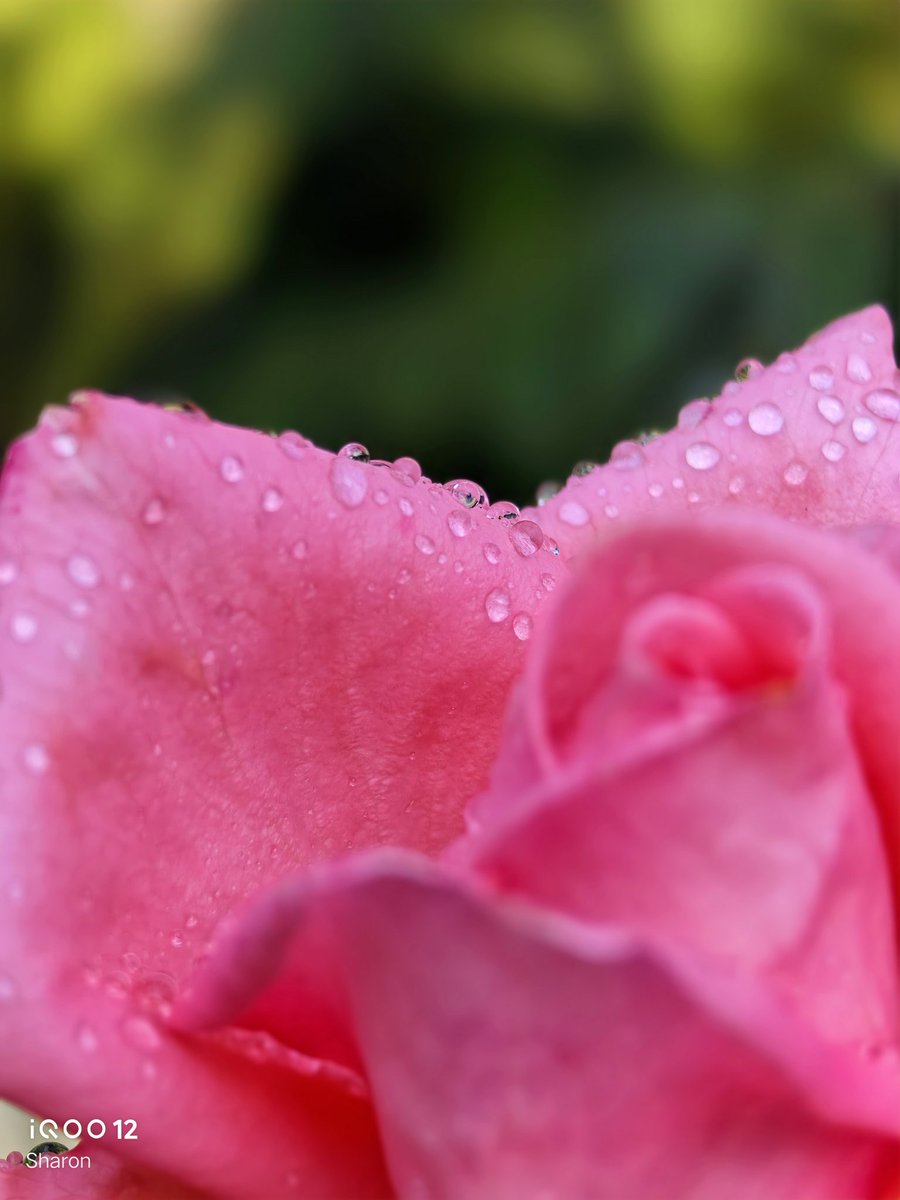 _CodeWizard's tweet image. After the rain| #ShotOniQOO12 📸✨
