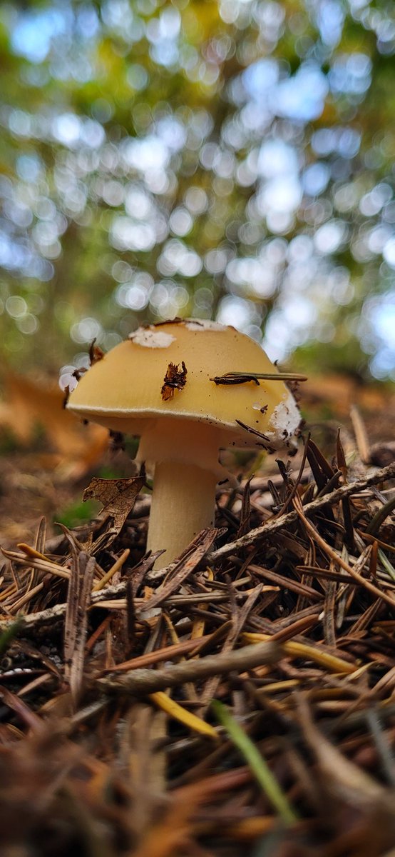 Vanmiddag lekker even wezen buiten spelen in de bossen van landgoed Molencaten. Wandelingetje van 6 km gemaakt, was prima zo. Upwards and onwards so to speak 😊