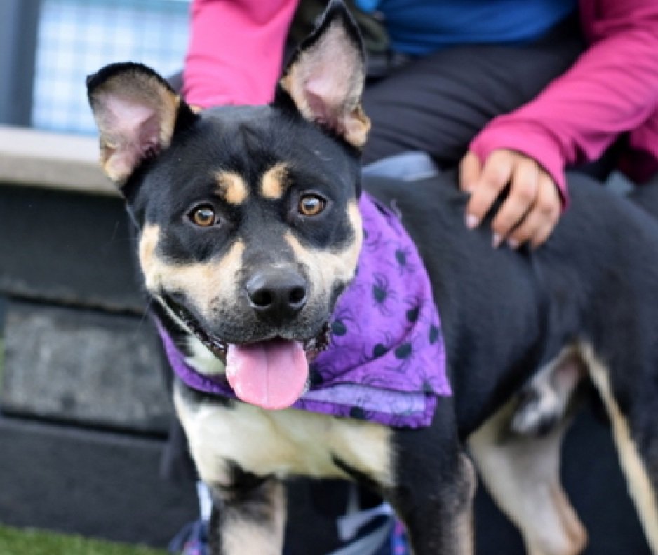 Three 237032
Last Chance, Relisted TBK 10/21
after owner failed to reclaim him
#NYCACC #RescueOnly 
A cute boy, 1 yr old puppy
Social with staff but unable to regulate on his own in care
Has scrotal erythema 
Needs exp home to help train in puppy manners
Help save Three!