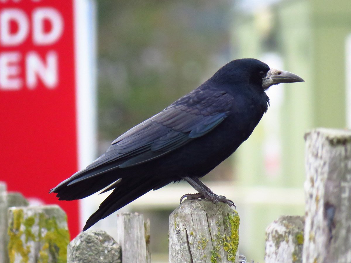 Rook talacre area Wales this morning,lots of ravens too #walesbirds <a href="/Natures_Voice/">RSPB</a>
